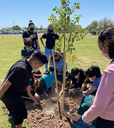 Group of students helping to plant a tree